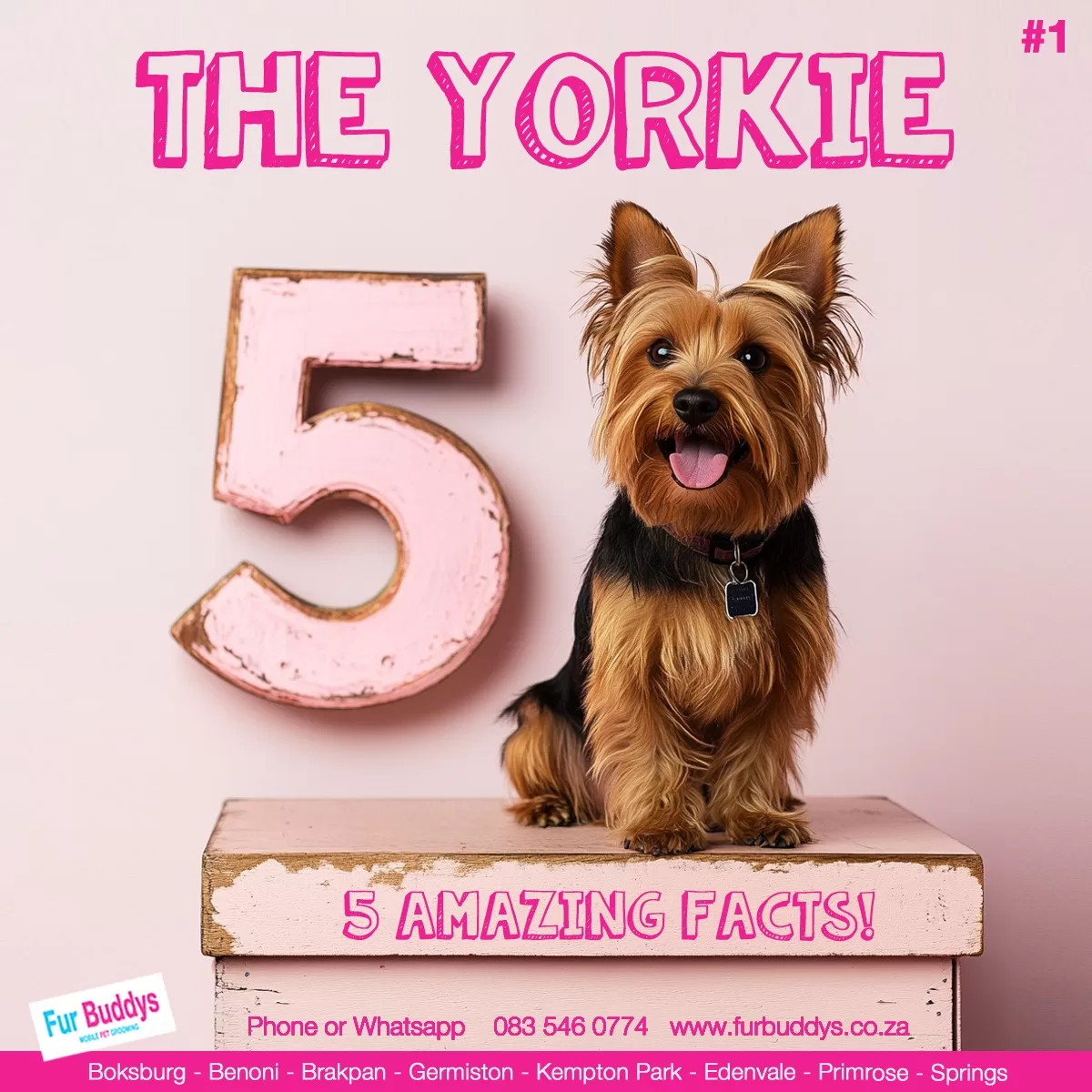 5 fascinating facts about Yorkshire Terriers.
