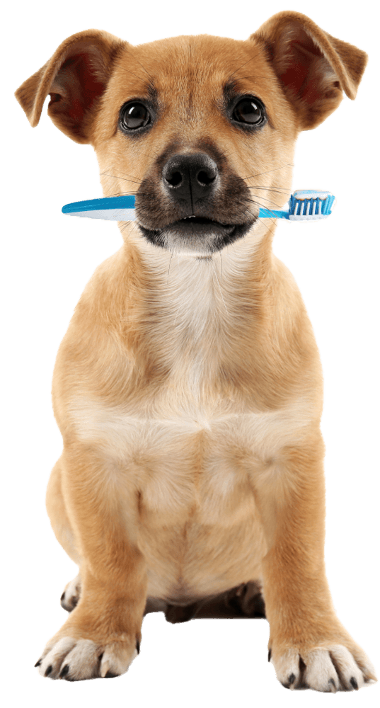 dog teeth cleaning