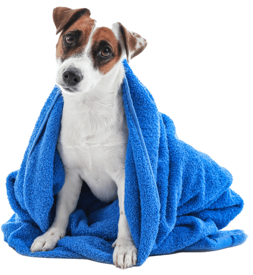 dog grooming services