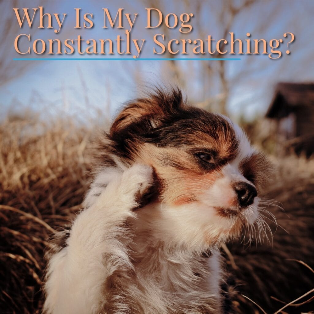 Why Is My Dog Constantly Scratching? Understanding Skin Irritation in Dogs.